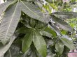 画像3: パキラ10号鉢☆編み仕立て (3)